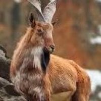 Markhor's avatar